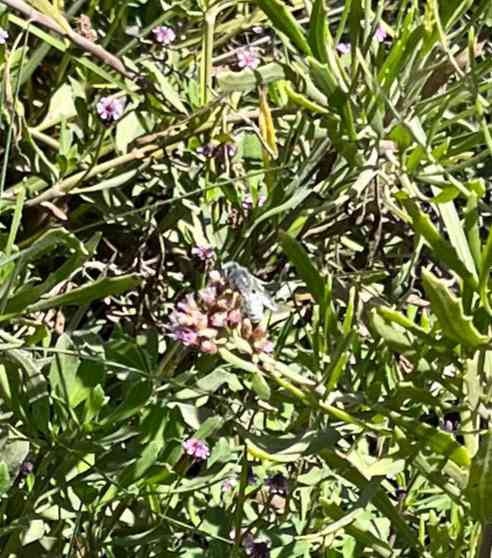 Mariposa Pieridae Leptophobia Leptophobia aripa - Leptophobia aripa